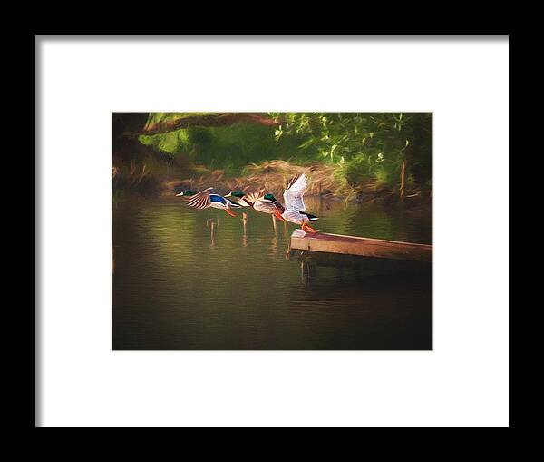 Duck Framed Print featuring the photograph Around the river by Jaroslav Buna