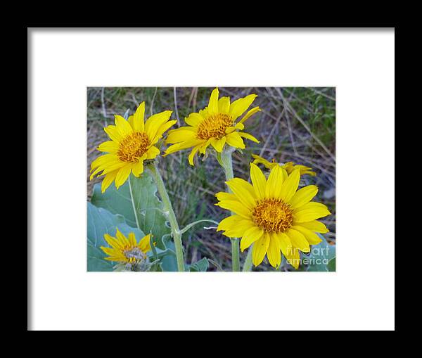 Flower Framed Print featuring the photograph Arrowleaf Balsamroot Flower by Charles Robinson