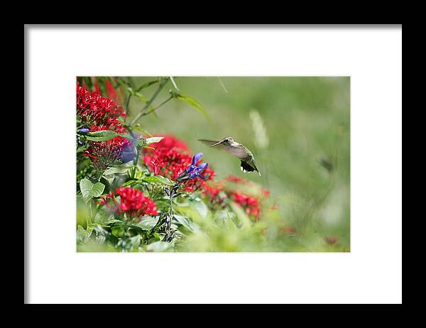 Hummingbird Framed Print featuring the photograph Art in Motion by E Mac MacKay