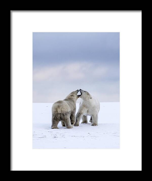 Animal Framed Print featuring the photograph Artic Antics by Cheryl Strahl