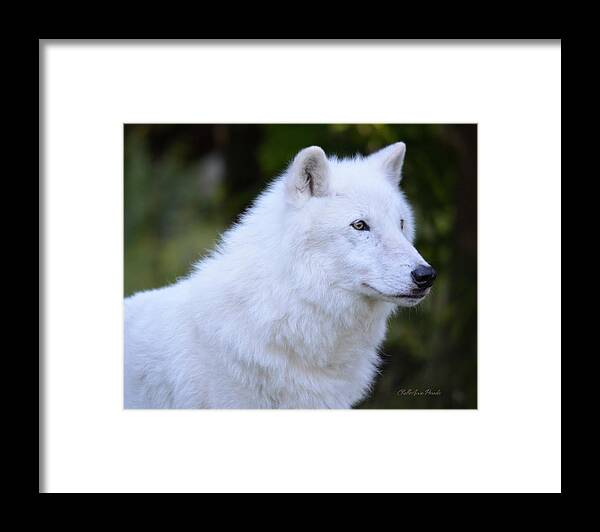 Wolf Framed Print featuring the photograph Artic Grey Wolf - Atka from NYWolf.org by ChelleAnne Paradis