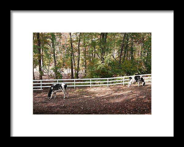 Digital Art Photography Framed Print featuring the photograph Artistic Dairy Cows by Margie Avellino