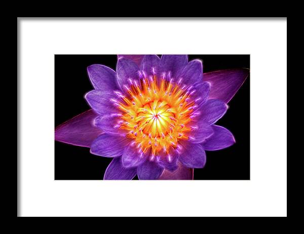Flower Framed Print featuring the photograph Artistic Lily at Lily Pons by Don Johnson
