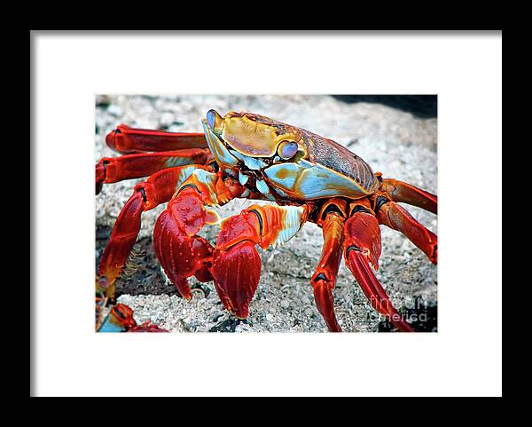 Nature Framed Print featuring the photograph Artistic Nature Red and Blue Rainbow Crab 908 by Ricardos Creations