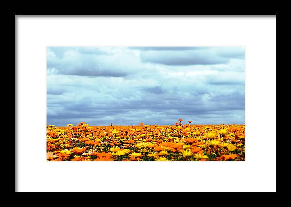 Flowers Framed Print featuring the photograph As Far As The Eye Can See by Rebecca Cozart