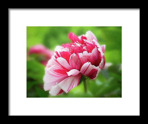 Asia Framed Print featuring the photograph As grand as it can be- Peony by Usha Peddamatham