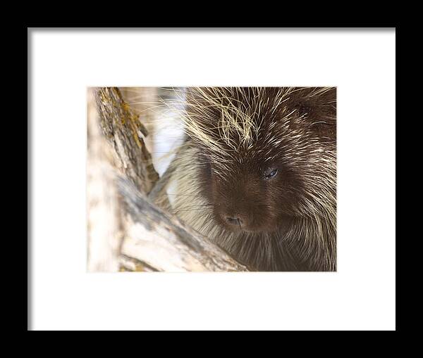 Porcupine Framed Print featuring the photograph As soft as a Pincushion by DeeLon Merritt