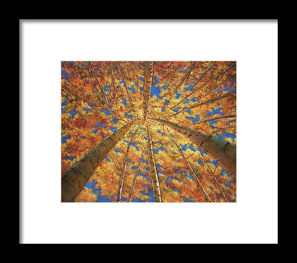 Aspen Trees Framed Print featuring the painting Ascension by Johnathan Harris
