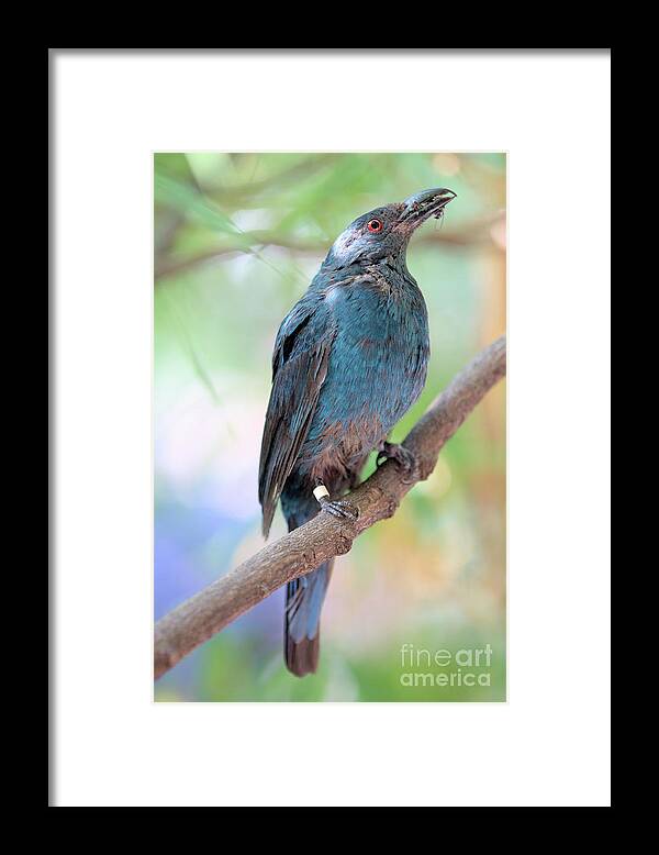 Bird Framed Print featuring the photograph Asian Fairy Bluebird by Baggieoldboy