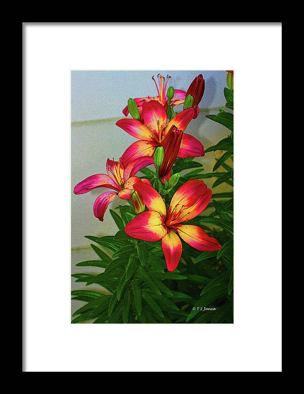 Asian Lilly Spring Time Framed Print featuring the digital art Asian Lilly Spring Time by Tom Janca