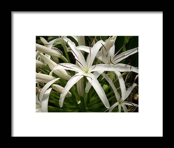 Flower Framed Print featuring the photograph Asiatic Poison Lily by Amy Fose