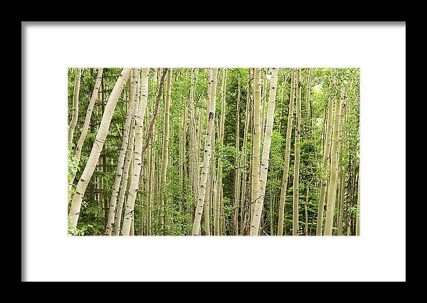 Aspen Framed Print featuring the photograph Aspen - 2854 by Jon Friesen