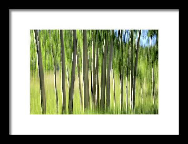 Aspen Grove Framed Print featuring the photograph Aspen Abstract 2 by Donna Kennedy