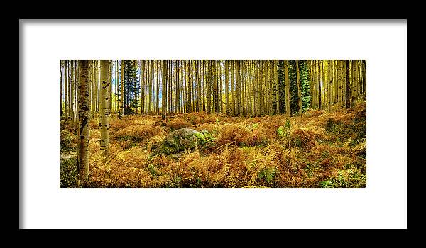 Colorado Framed Print featuring the photograph Aspen and Fern Grove CO_DSC07282-Pano by Greg Kluempers