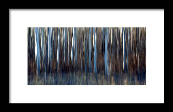 Trees As Art Framed Print featuring the photograph Aspen Blues by Bill Morgenstern