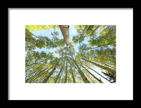 Aspens Framed Print featuring the photograph Aspen Canopy by Nancy Dunivin