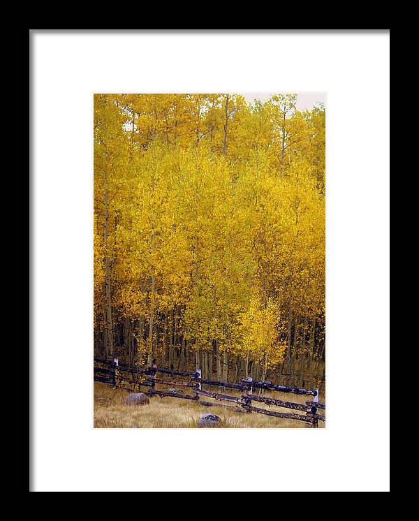 Fall Colors Framed Print featuring the photograph Aspen Fall 2 by Marty Koch