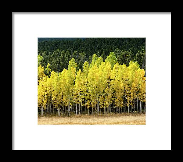 Autumn Framed Print featuring the photograph Aspen Front Line by Kelly VanDellen