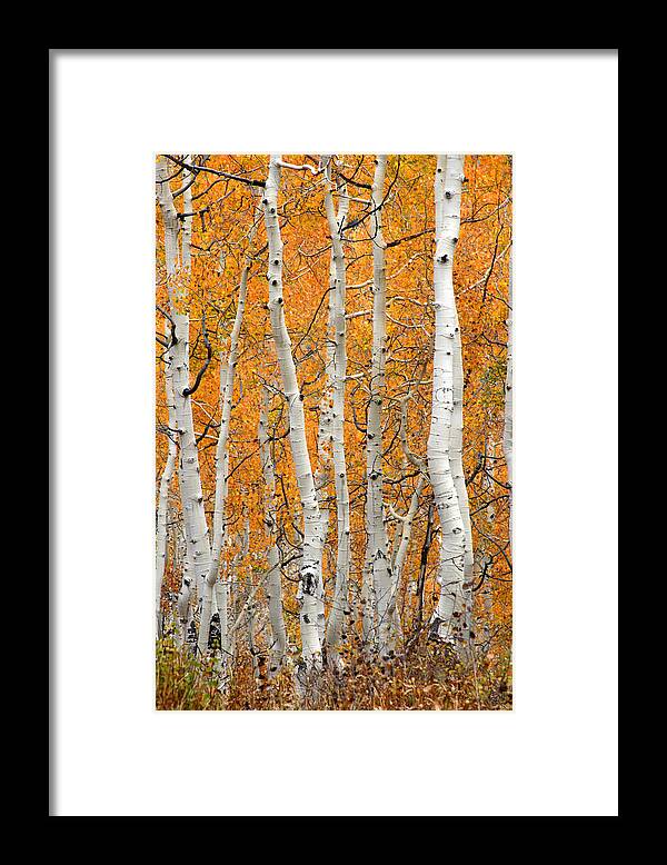 Fall Framed Print featuring the photograph Aspen Grove by Brett Pelletier