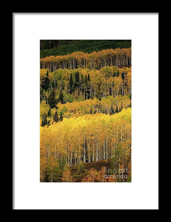 Colorado Framed Print featuring the photograph Aspen Groves by Doug Sturgess