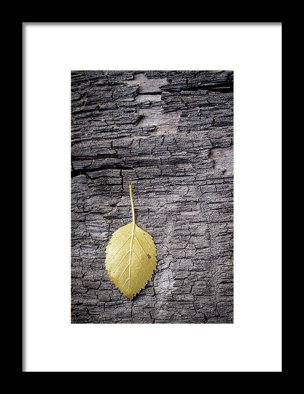 Still Life Framed Print featuring the photograph Aspen Leaf on Bark by Mary Lee Dereske