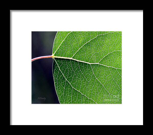 Aspen Leaf Veins Framed Print featuring the photograph Aspen Leaf Veins by Natalie Dowty