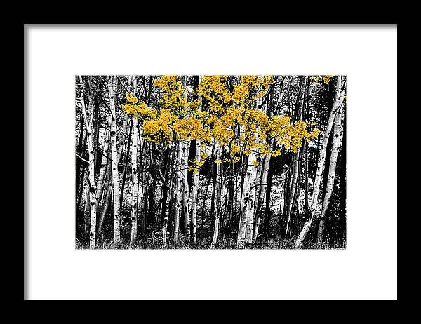 Black Framed Print featuring the photograph Aspen Touch of Orange by James BO Insogna
