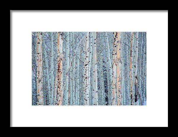 Trees Framed Print featuring the photograph Aspen Trees in Snow by Terry Walsh
