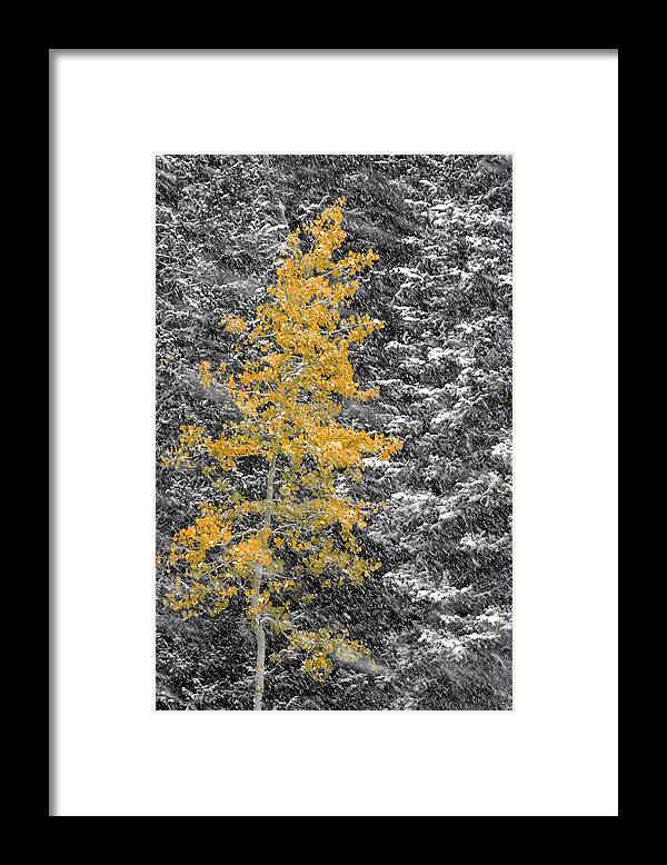 Landscape Framed Print featuring the photograph Aspen Tree in Snow Storm by Brett Pelletier