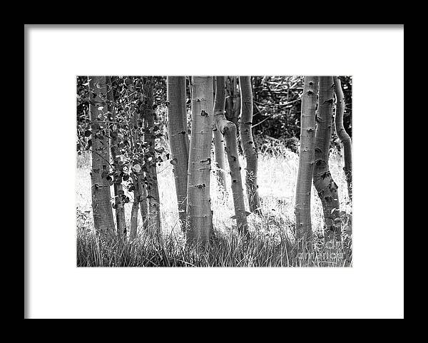 Aspes Framed Print featuring the photograph Aspen Trunks by Anthony Michael Bonafede