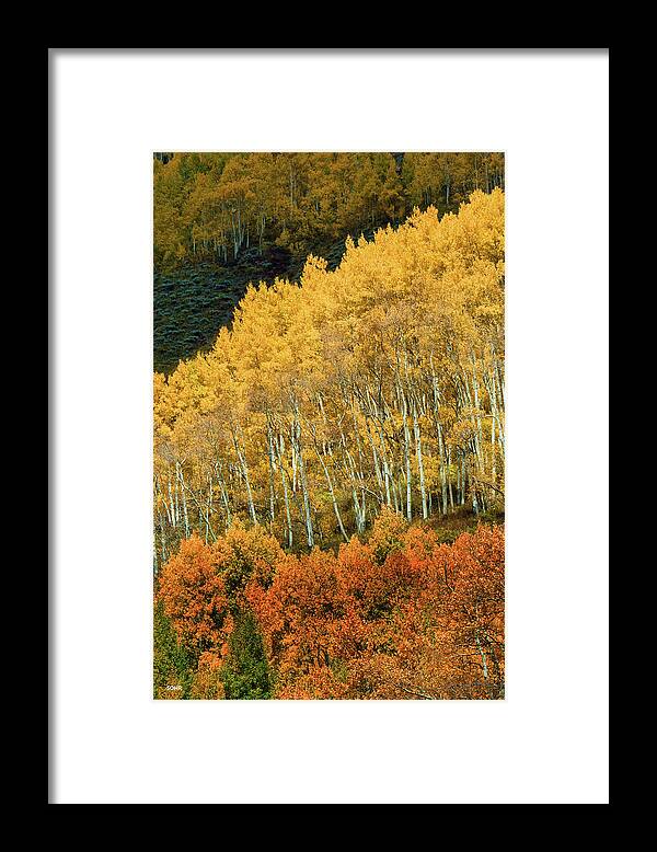 On A Colorado Mountainside Framed Print featuring the photograph Aspen Waves by Dana Sohr