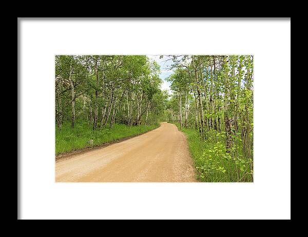 Aspen Trees Framed Print featuring the photograph Dirt Road With Aspen Trees by Tom Potter