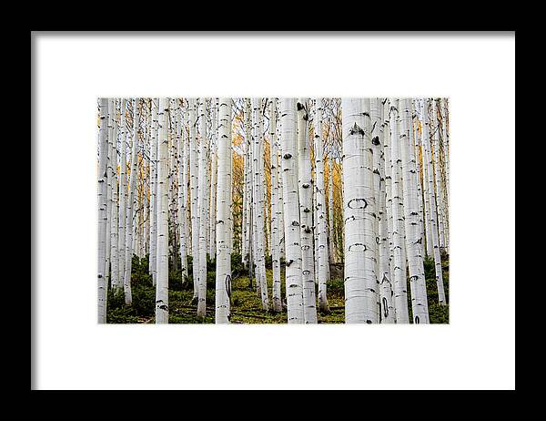 Aspen Framed Print featuring the photograph Aspens And Gold by Stephen Holst