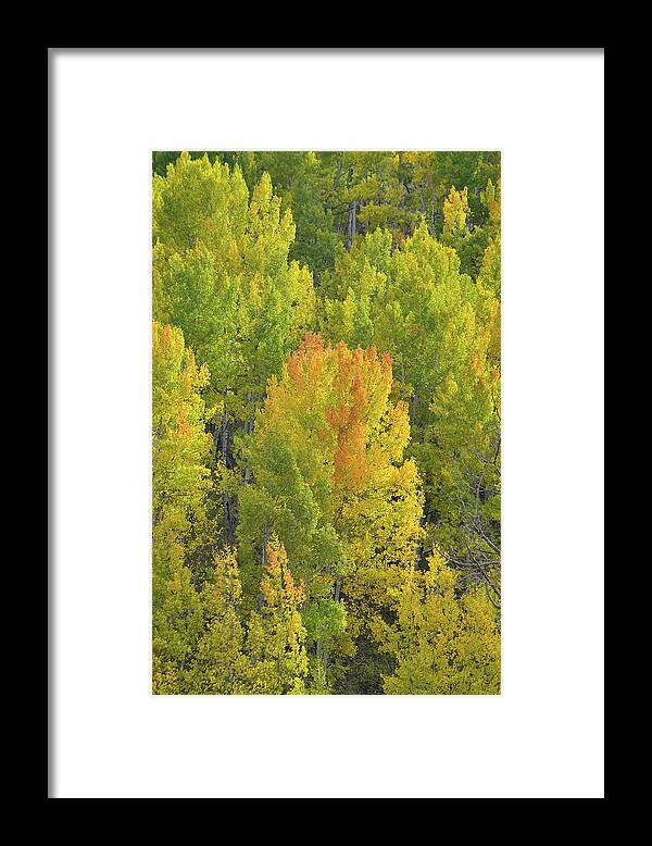Colorado Framed Print featuring the photograph Aspens Glowing in Evening Sunlight by Ray Mathis