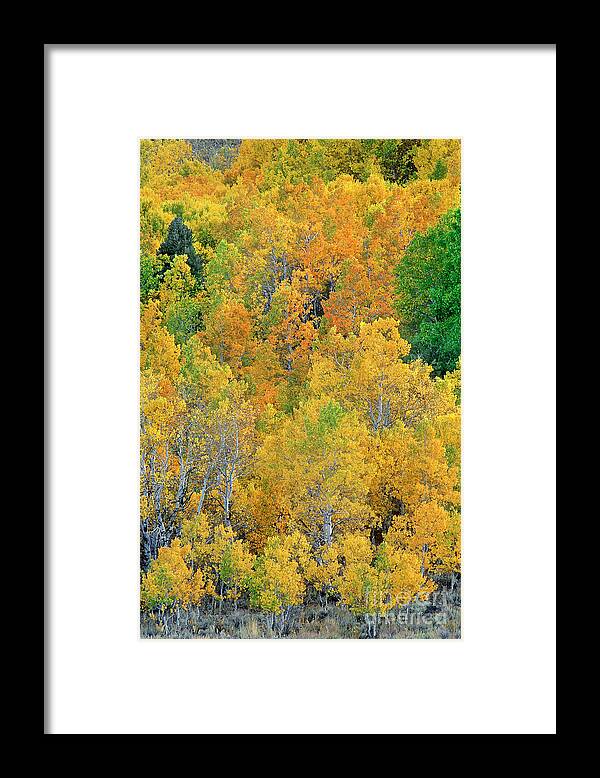 North America Framed Print featuring the photograph Aspens in Fall Eastern Sierras California by Dave Welling