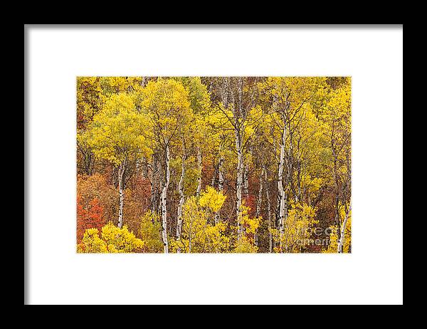 Aspen Framed Print featuring the photograph Aspen Trees With Vibrant Fall Foliage, Colorado, USA by Philip Preston