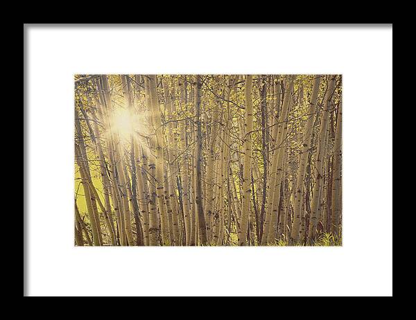 Tree Framed Print featuring the photograph Aspens in Summer by Amanda Smith