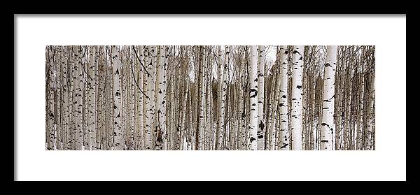 Aspen Framed Print featuring the photograph Aspens In Winter Panorama - Colorado by Brian Harig