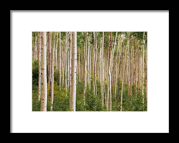 Trees Framed Print featuring the photograph Aspens by Karen Smale