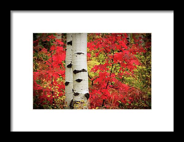 Autumn Framed Print featuring the photograph Aspens with Red Maple by Wasatch Light