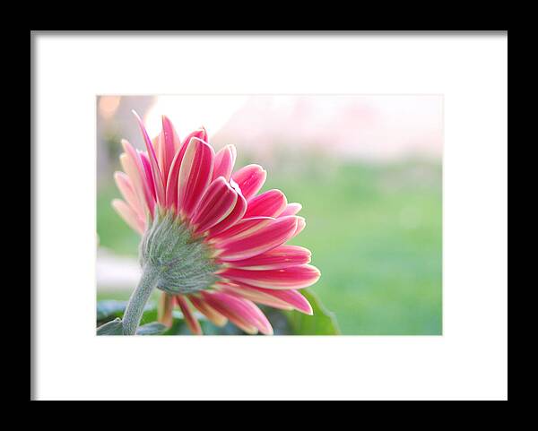 Flower Framed Print featuring the photograph Aspiring by Amy Fose