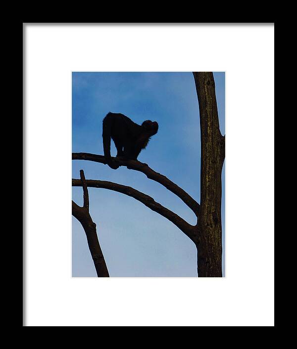 Animal Framed Print featuring the photograph Assessing the Jump by Steve Taylor