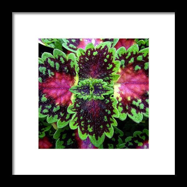 Nature Framed Print featuring the photograph Assured by Catherine Arcolio