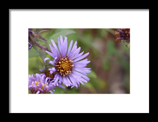 Wild Flower Framed Print featuring the photograph Aster Flower by David Bigelow