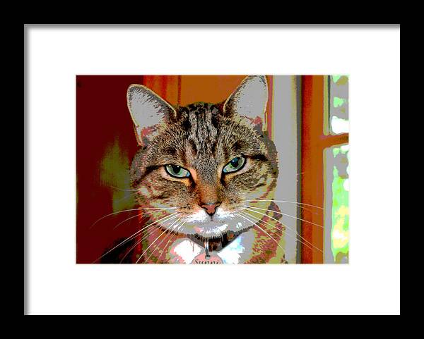 Feline Framed Print featuring the photograph At Ease by Dianne Cowen Cape Cod Photography