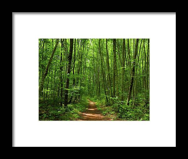 At In Ct Framed Print featuring the photograph AT in Connecticut's Tall Trees by Raymond Salani III