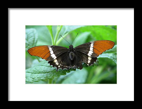 Butterflies Framed Print featuring the photograph At Rest by Angela Davies