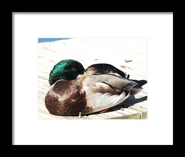 Duck Framed Print featuring the photograph At Rest No. 3 by Chuck Shafer