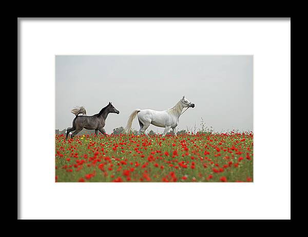 Poppies Framed Print featuring the photograph At the poppies' field... by Dubi Roman