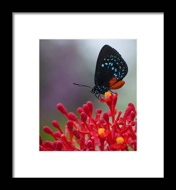 Penny Lisowski Framed Print featuring the photograph Atala by Penny Lisowski